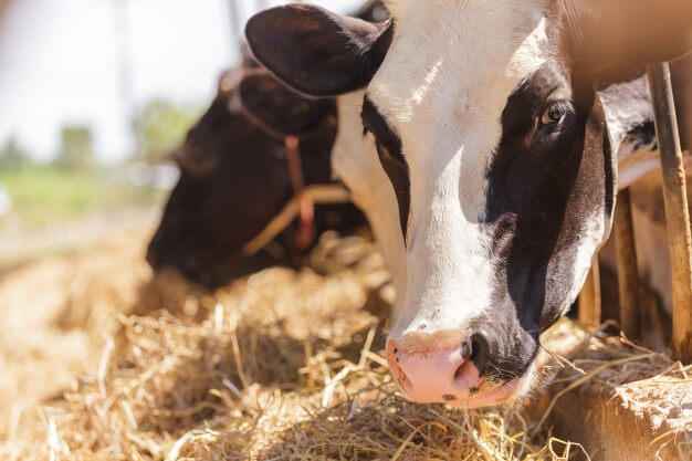 عوامل موثر در پیشگیری از بیماری های متابولیک در گاو شیری