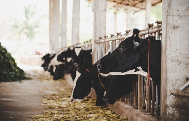 بیست نکته مهم در پرورش گاو شیری